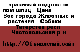 красивый подросток пом шпиц › Цена ­ 30 000 - Все города Животные и растения » Собаки   . Татарстан респ.,Чистопольский р-н